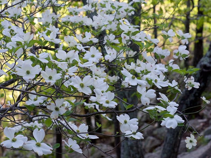 Flowering Dogwood Brings Berries After Spring Blooms