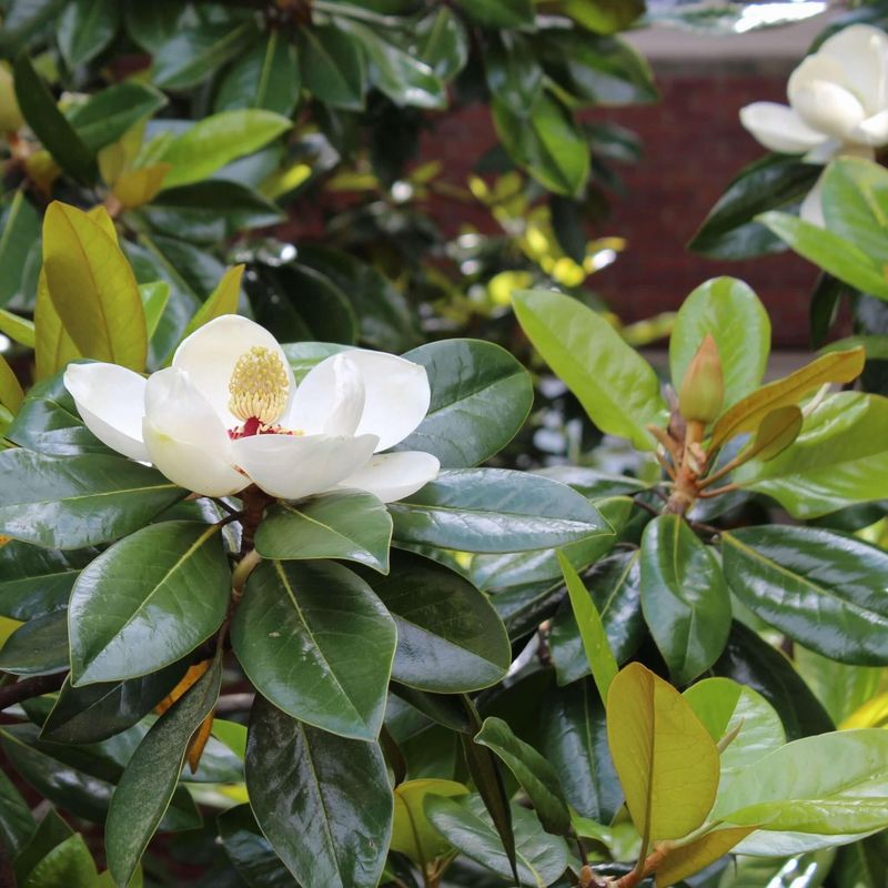 Southern Magnolia Creates Privacy With Thick Evergreen Foliage