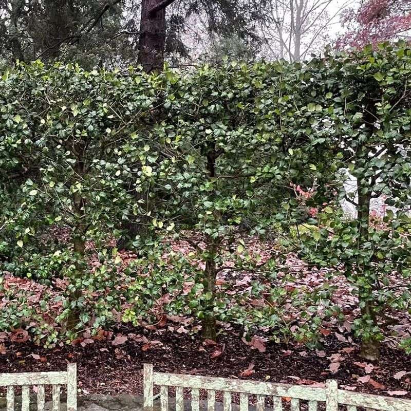 American Holly Creates Dense Evergreen Privacy