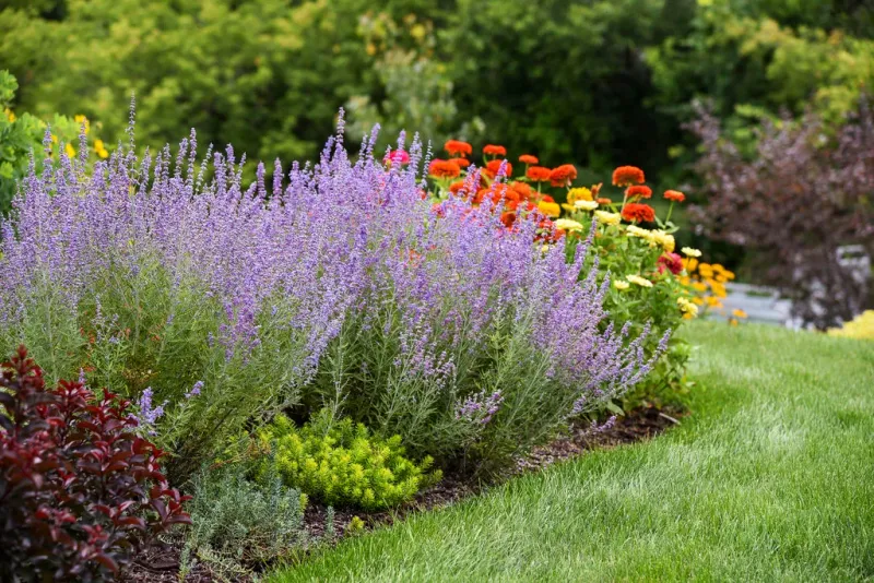 Russian Sage Performs Well In Fast Draining Soil