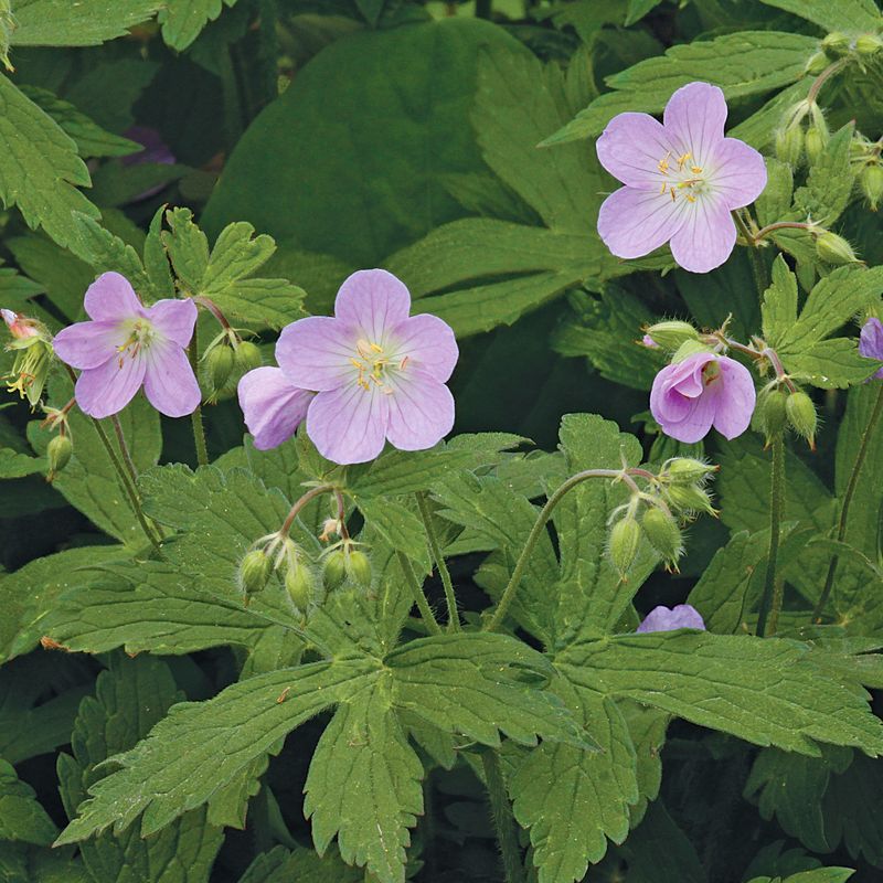 Wild Geranium Thrives In Shady Ohio Gardens