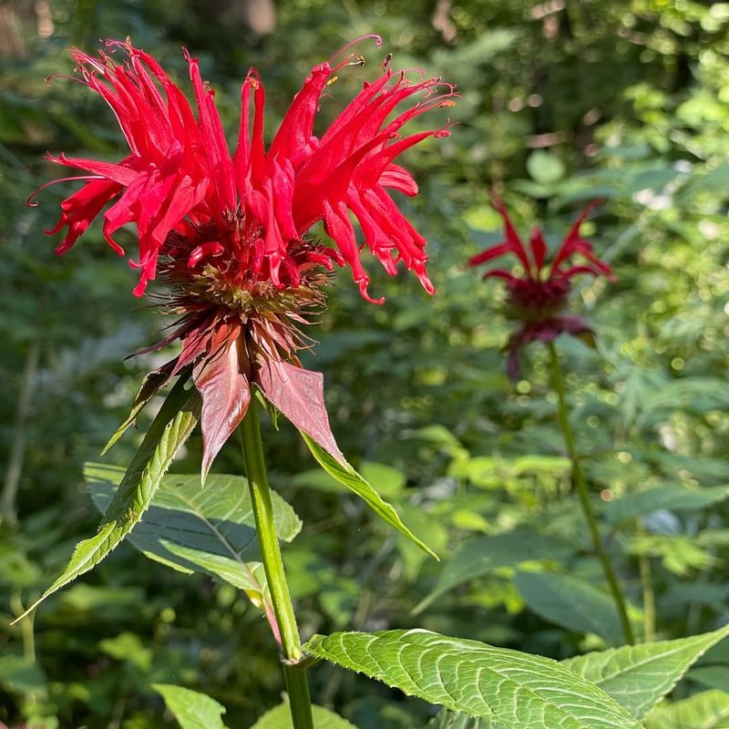 Bee Balm Produces Bright Flowers Orioles Visit For Nectar