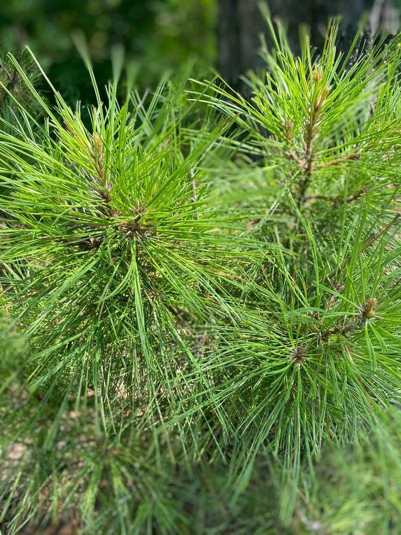 Loblolly Pine Grows Tall And Helps Break Up Open Sightlines