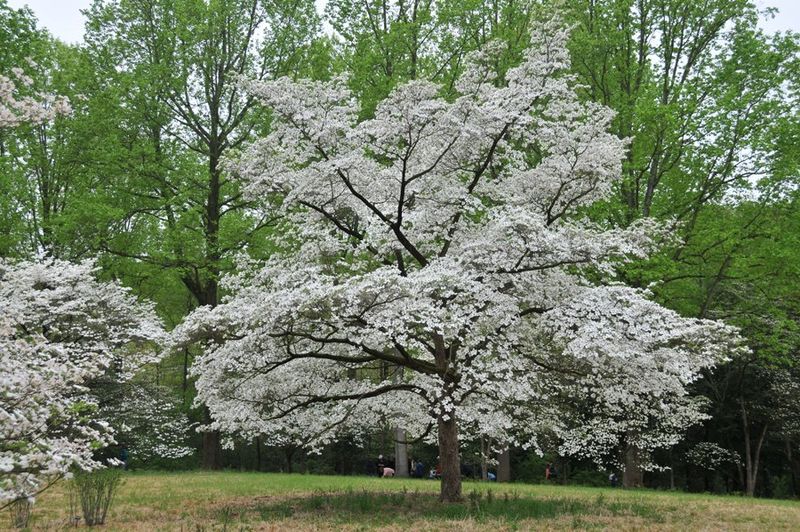 Flowering Dogwood Gives Ohio Yards A Softer Look
