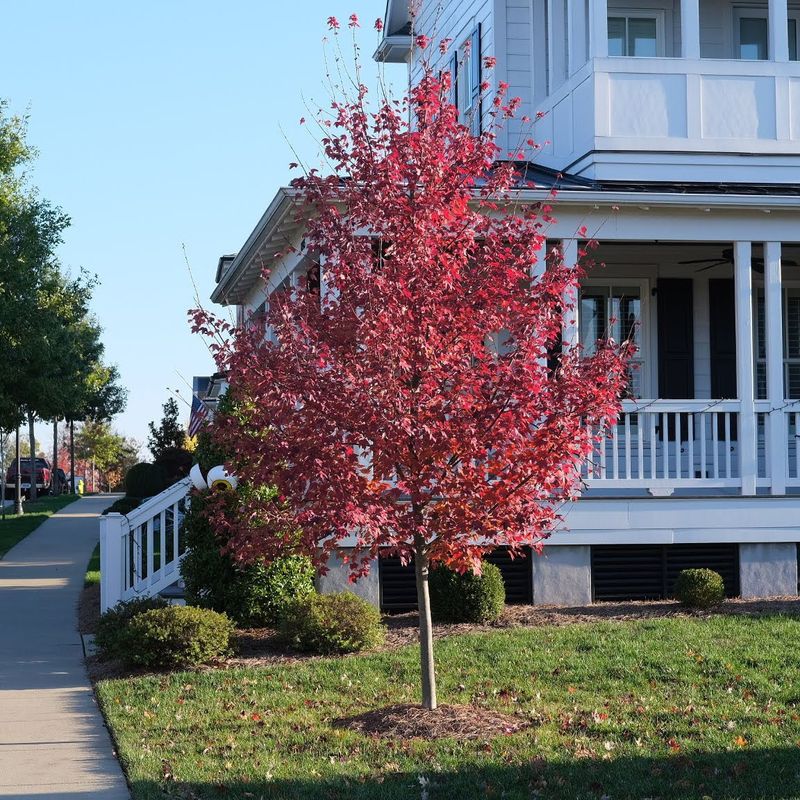 Red Maple Adds Bright Seasonal Color Fast