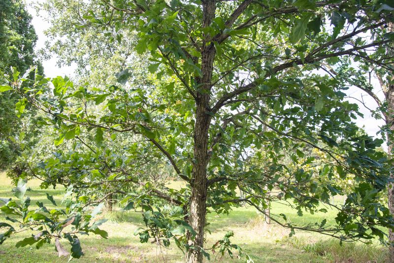 Swamp White Oak Handles Clay Soil Far Better Than Most Oaks
