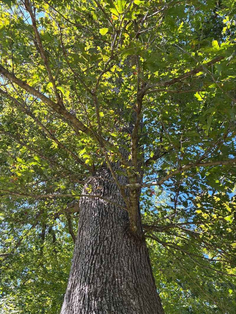 White Oak (Quercus Alba)