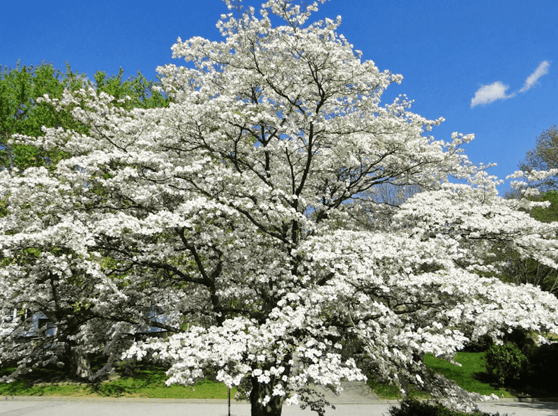 Flowering Dogwood (Cornus Florida)