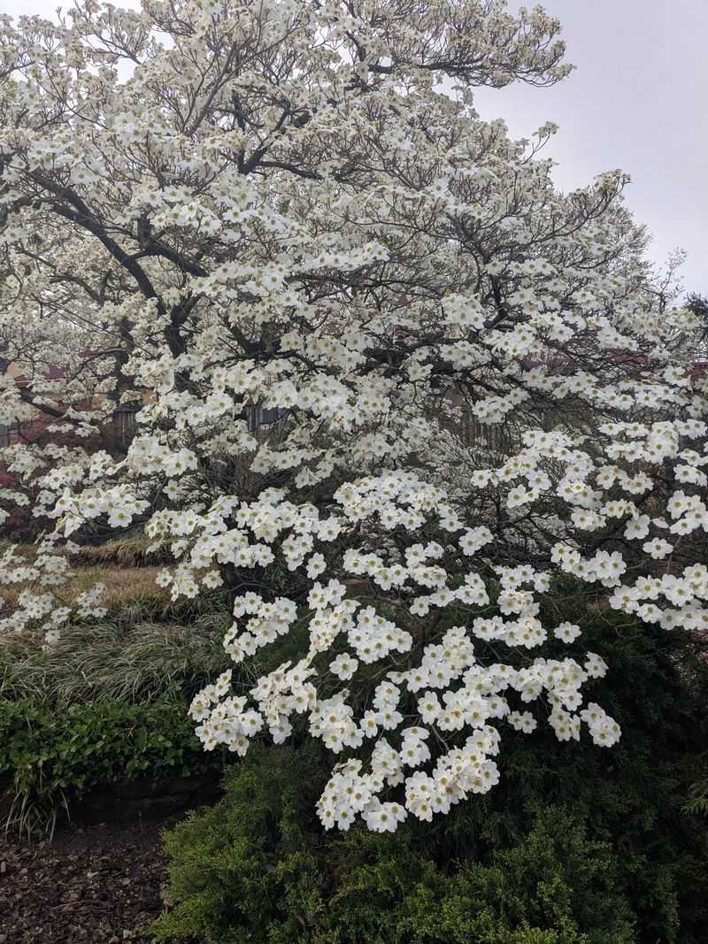 Flowering Dogwood Adds Classic Charm And Seasonal Color