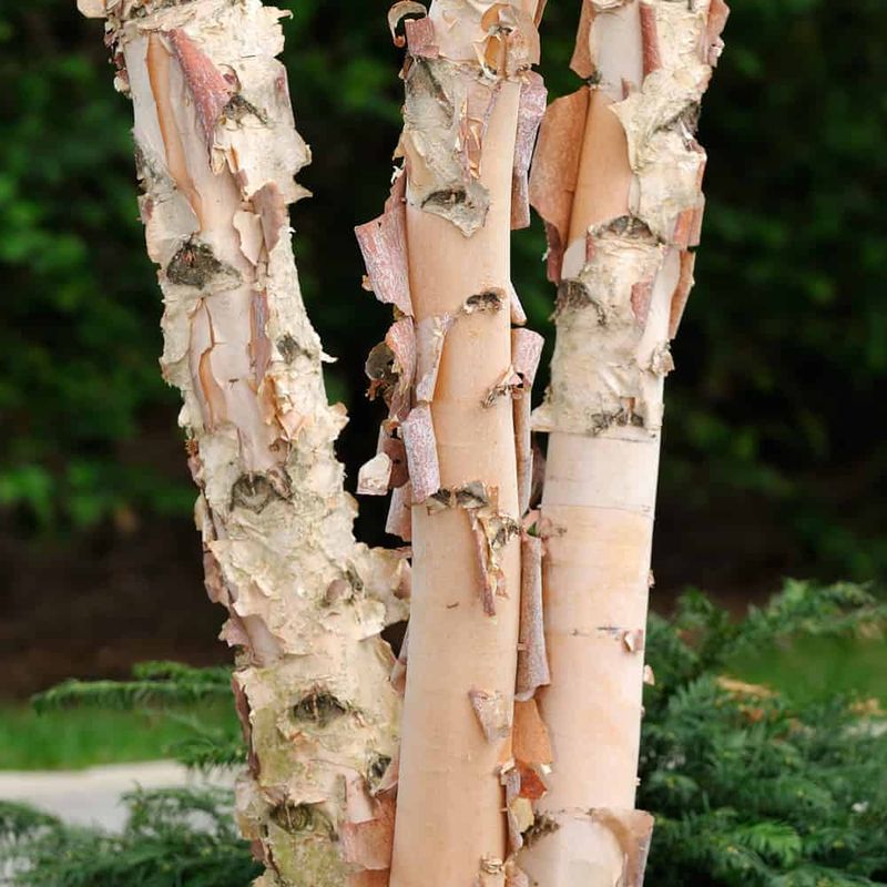 River Birch Trees Add Texture And Seasonal Interest