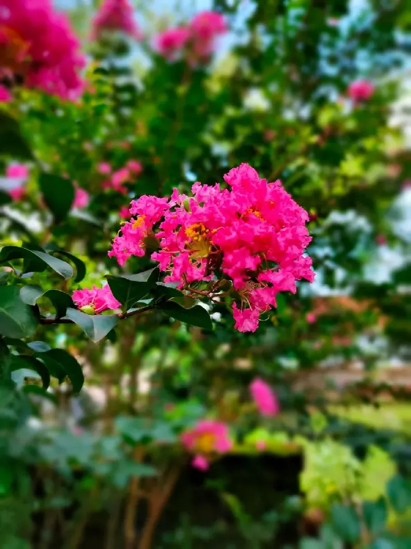 Crape Myrtle