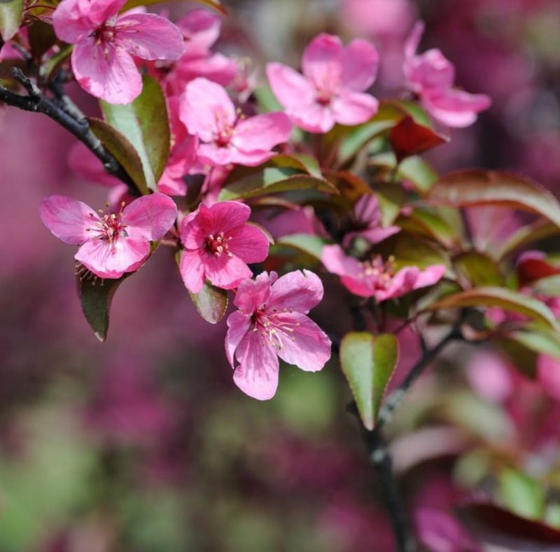 Crabapples Bring Flowers And Fruit That Last