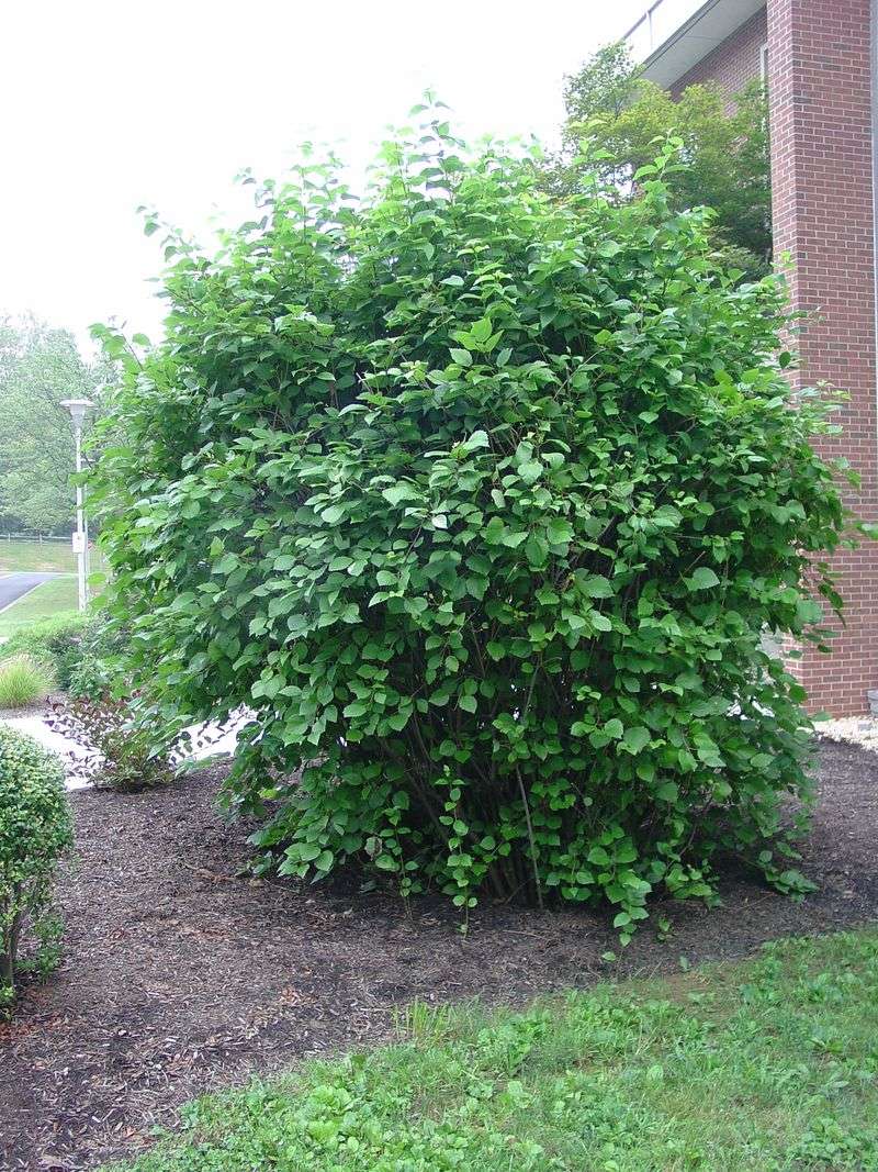 Arrowwood Viburnum Adds Coverage And Wildlife Value