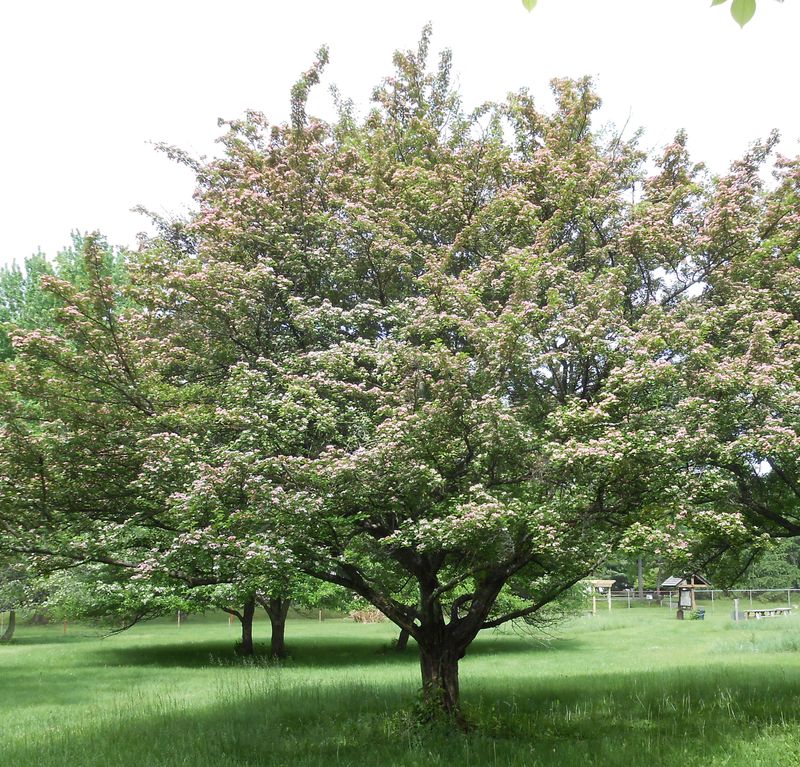 Hawthorn Surrounds Cardinals With Dense Protective Cover