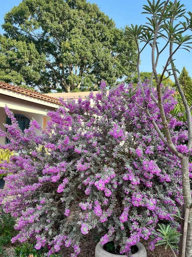Texas Sage / Cenizo (Leucophyllum Frutescens)
