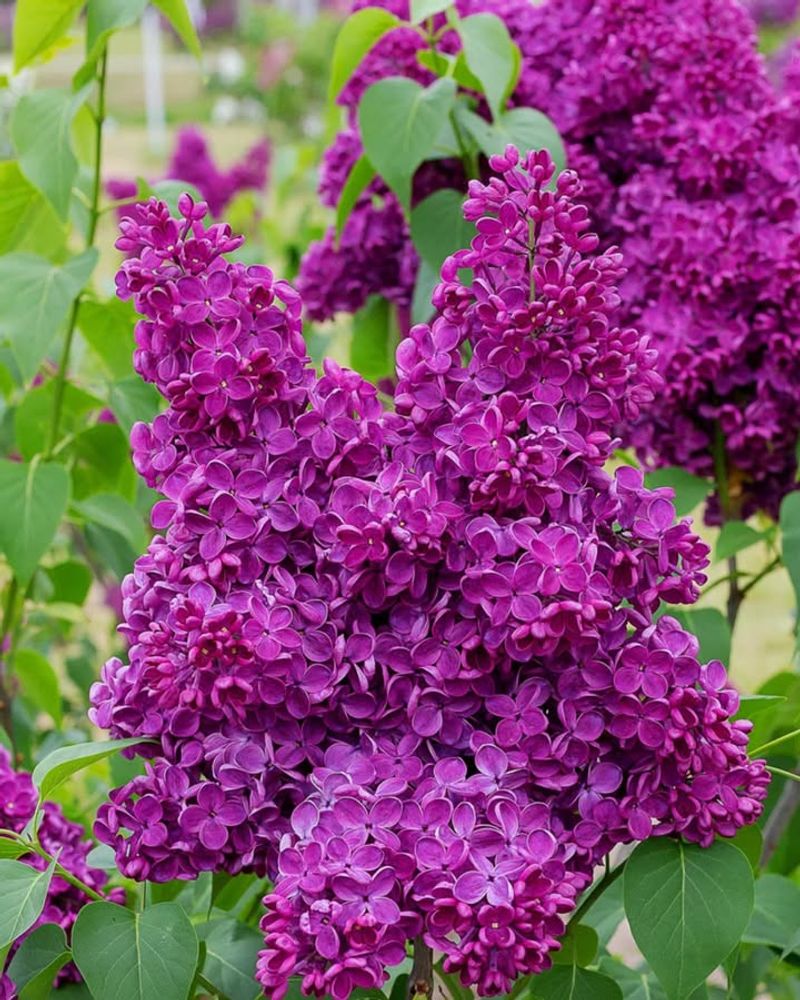 Common Lilac