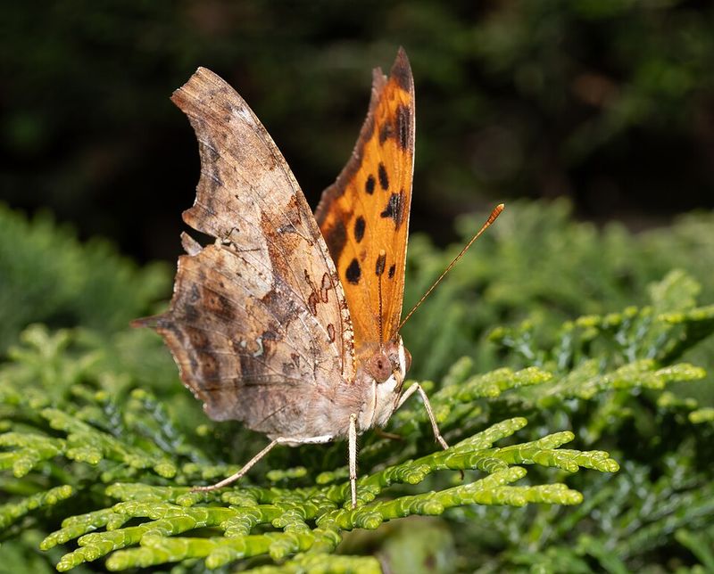 Question Mark Activates Early And Hunts Sunlit Edges