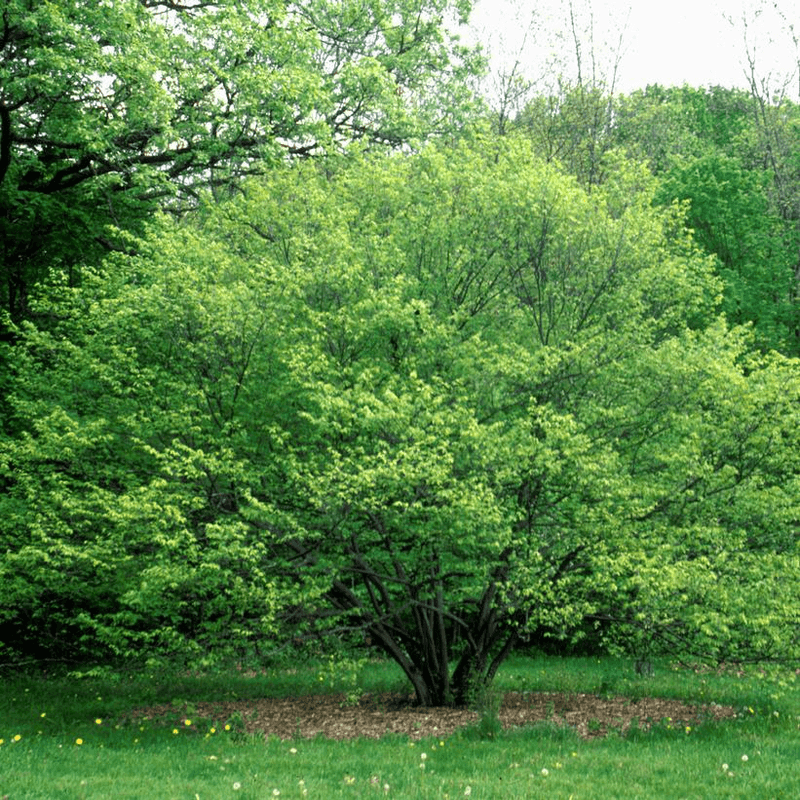 American Hornbeam