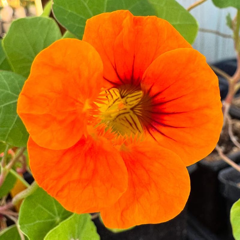 Nasturtium With Peppery Edible Blooms