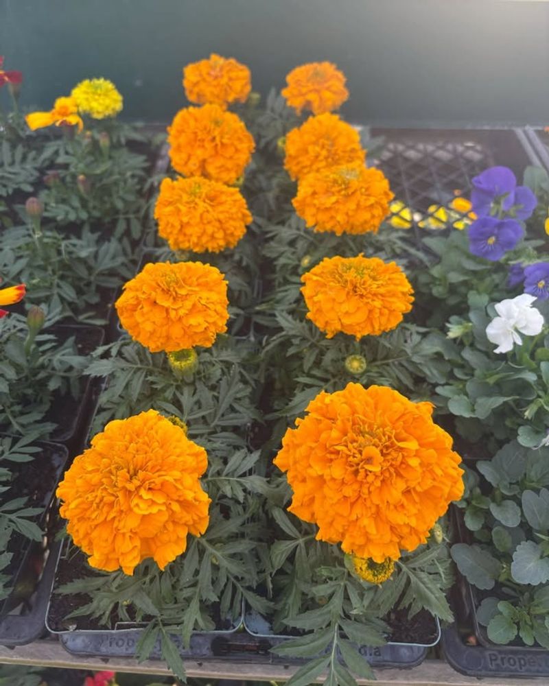 Marigold