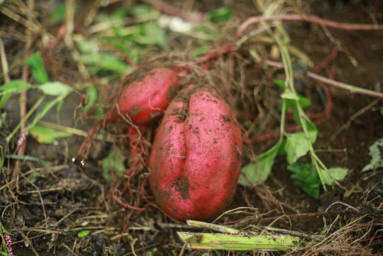 sweet potatoes