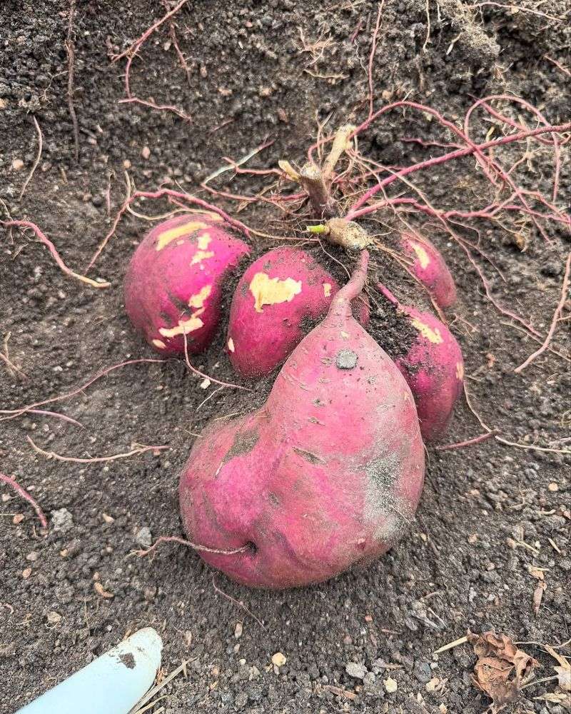 Why Grow Sweet Potatoes In Texas?
