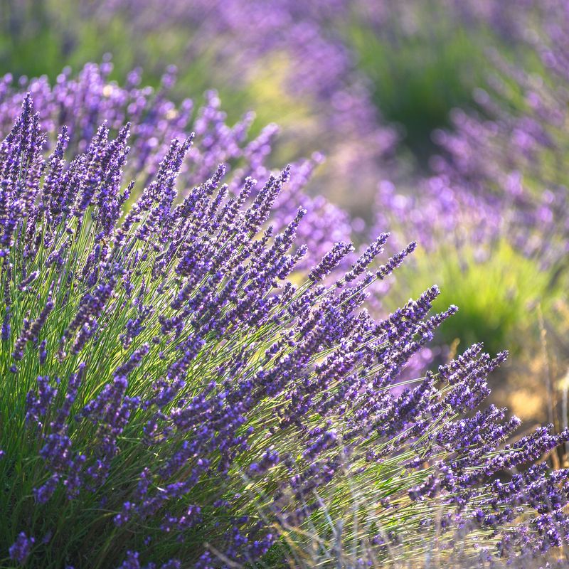 Common Mistakes That Make Lavender Struggle