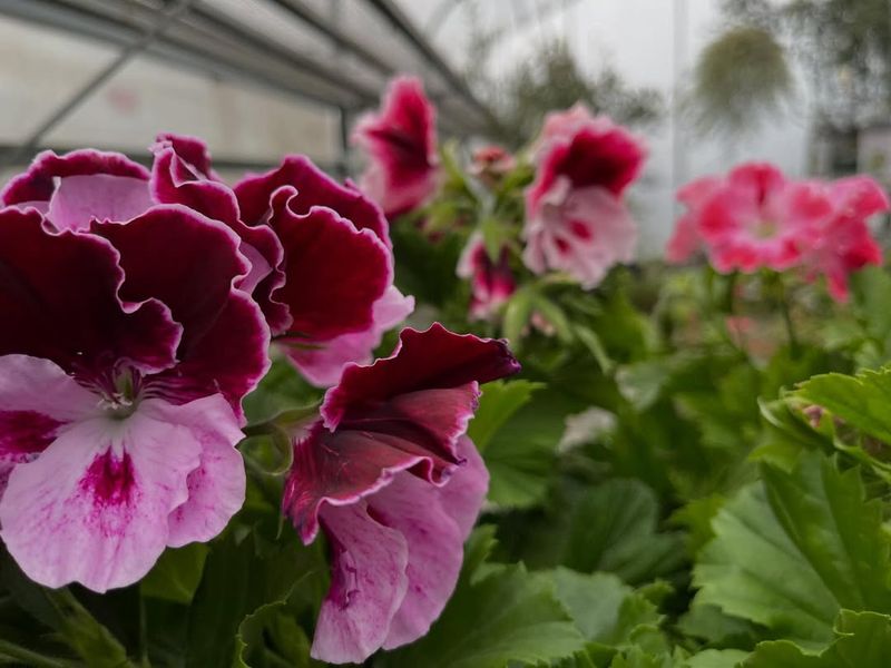 Naturally Deer Resistant