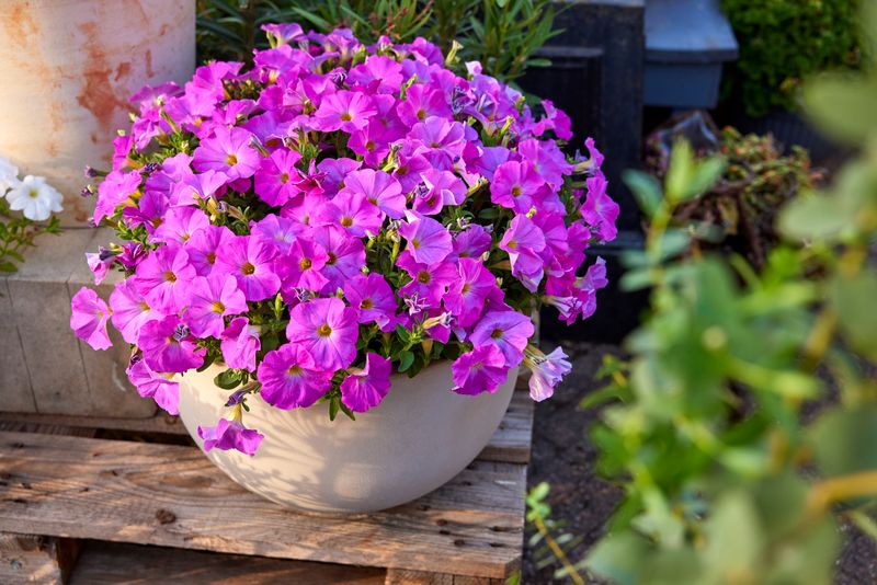 SuperCal 'Shocking Pink' (Petunia x Calibrachoa Hybrid)