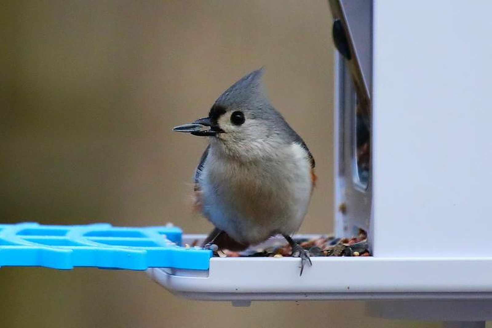 tufted titmouse
