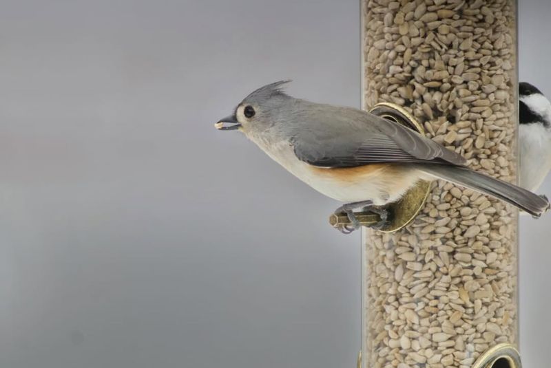Offer Sunflower Seeds In Feeders