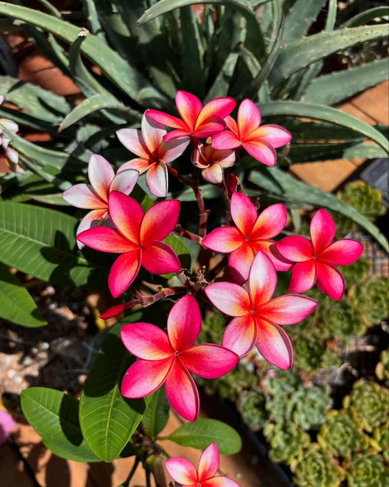 Bright Colors Attract Pollinators