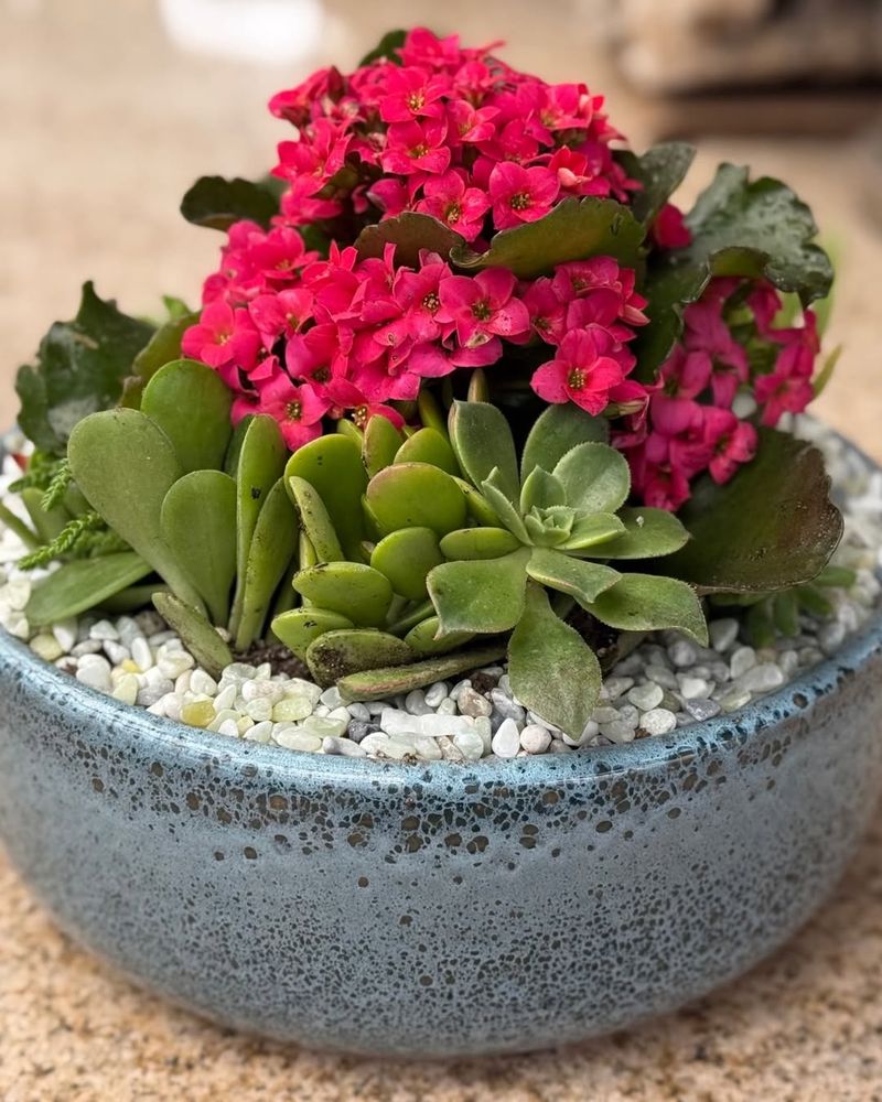 Kalanchoe Stores Moisture In Fleshy Leaves And Handles Drought