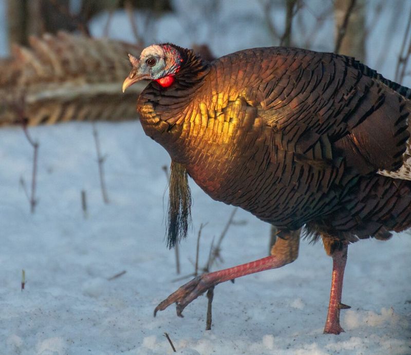 Mild Winters And Climate Variability