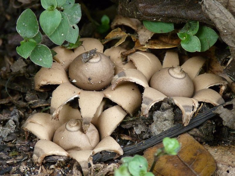 Fall And Early Winter Bring The Best Chances For Spotting Them