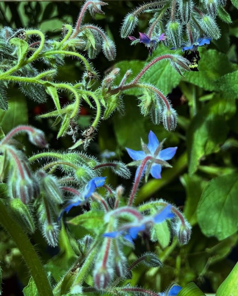 Low-Maintenance Plant