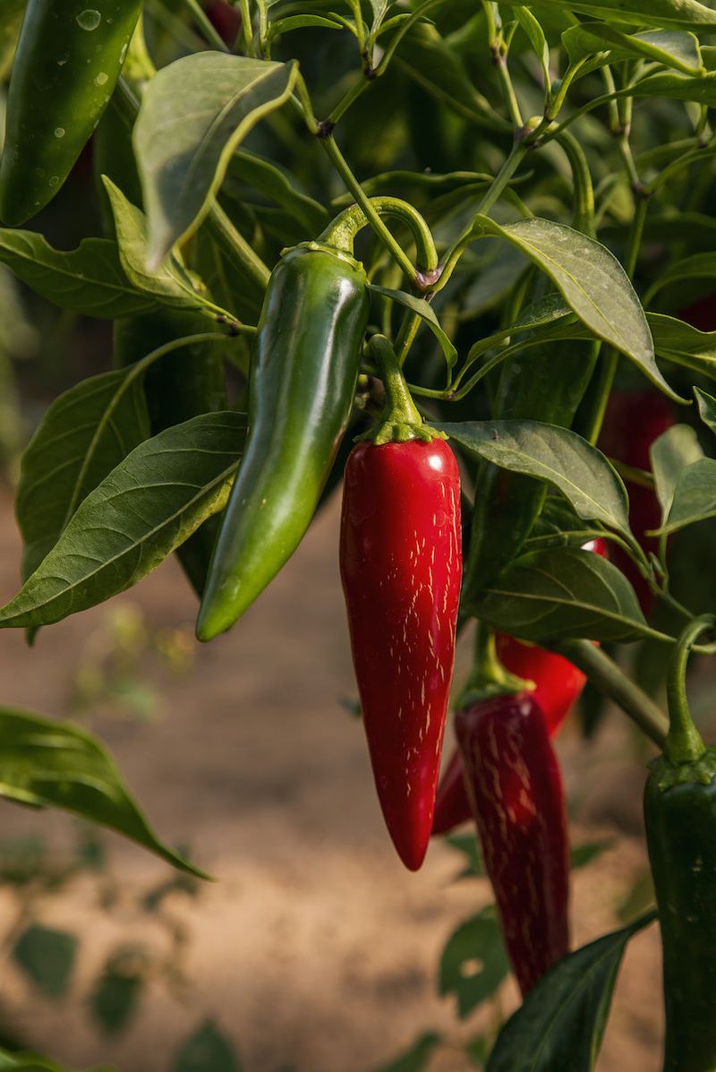 Hot Peppers (Chili Peppers)