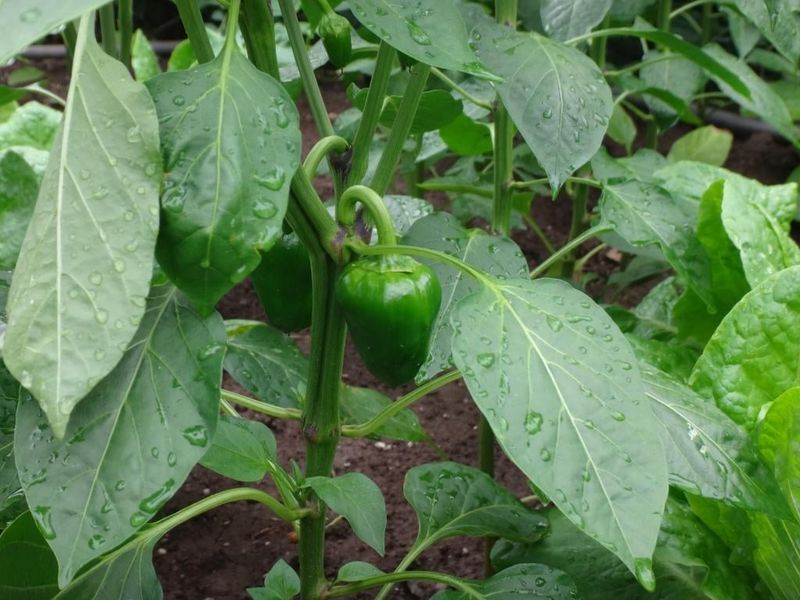 Peppers Compete For Nutrients And Garden Space