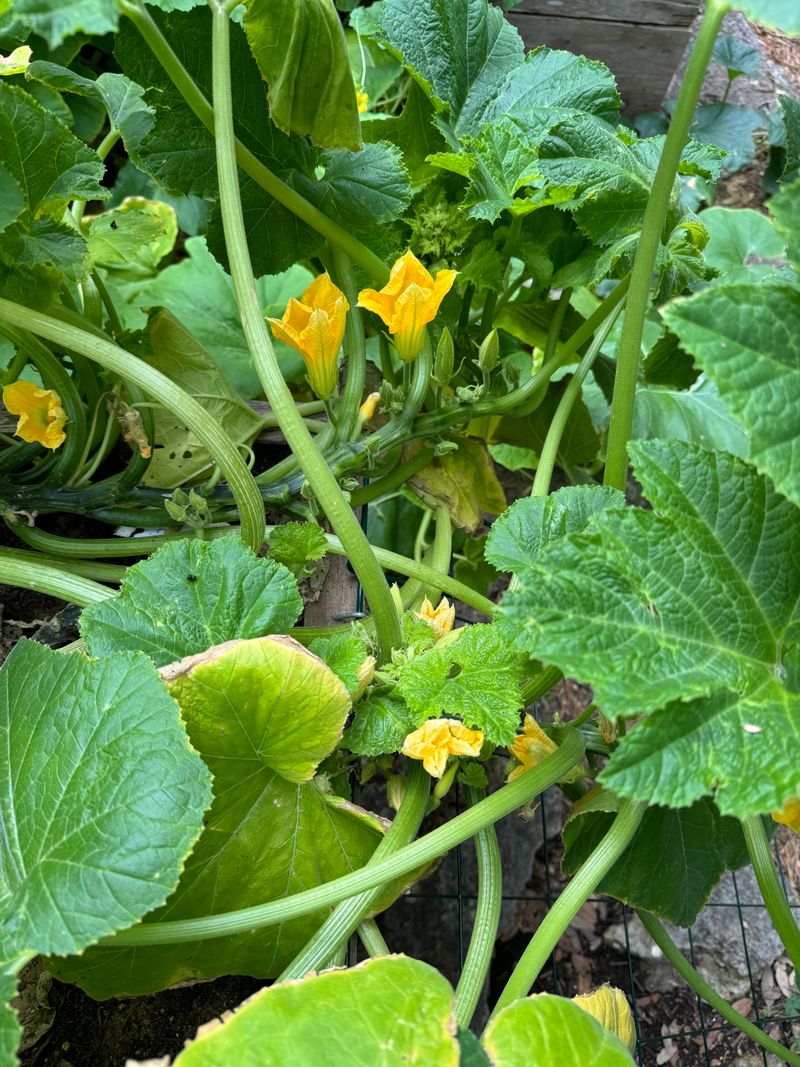 Squash Produces Tender Summer Fruit And Sprawling Vines