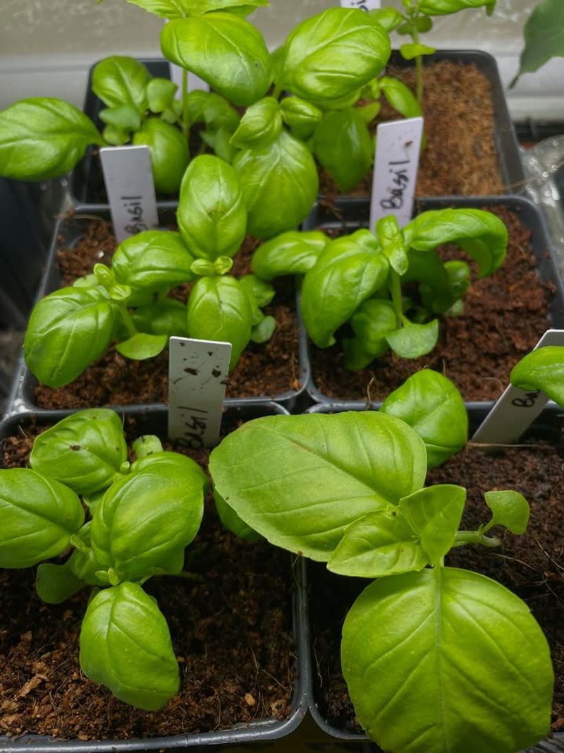 Basil Sprouts Quickly On A Bright Windowsill