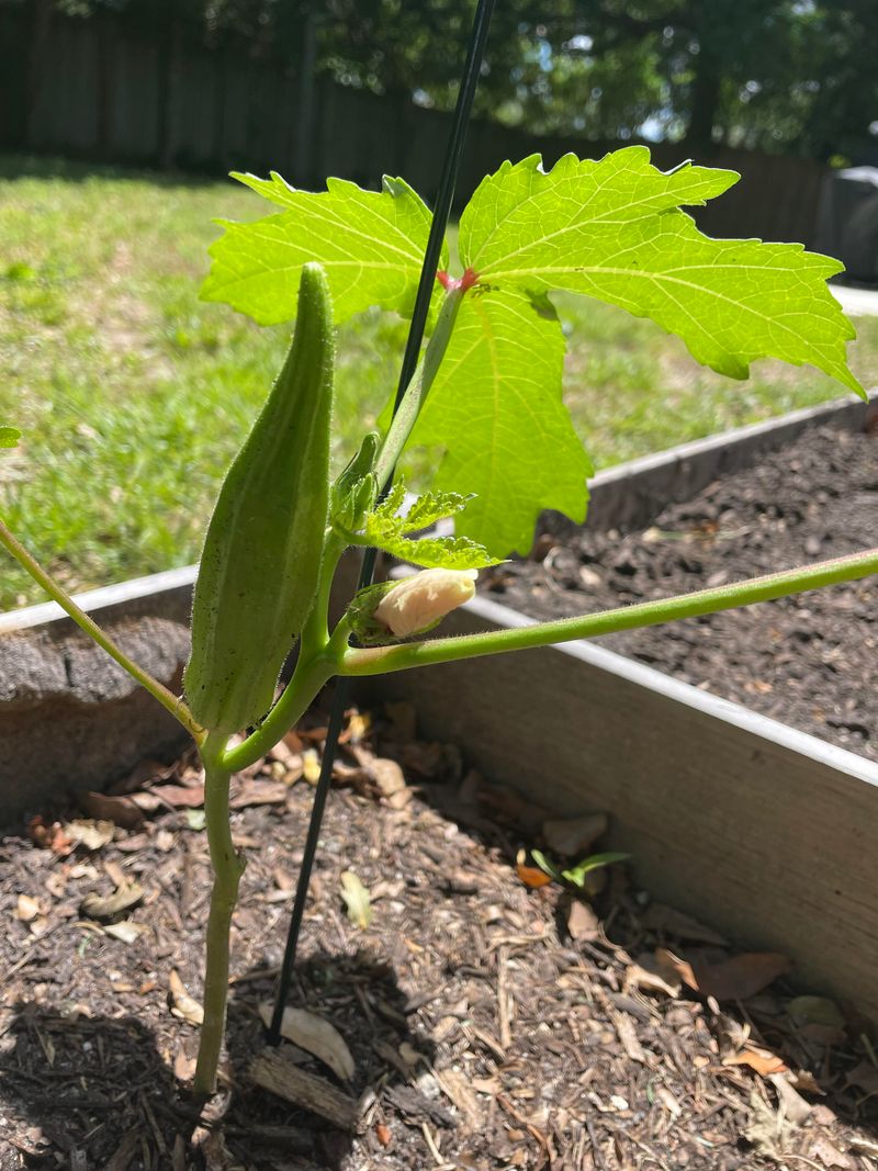 Okra Offers Tall Plants And Late Spring Harvests