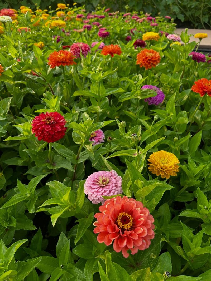 Zinnias Direct Sown After Frost Bloom Reliably In Dry Heat