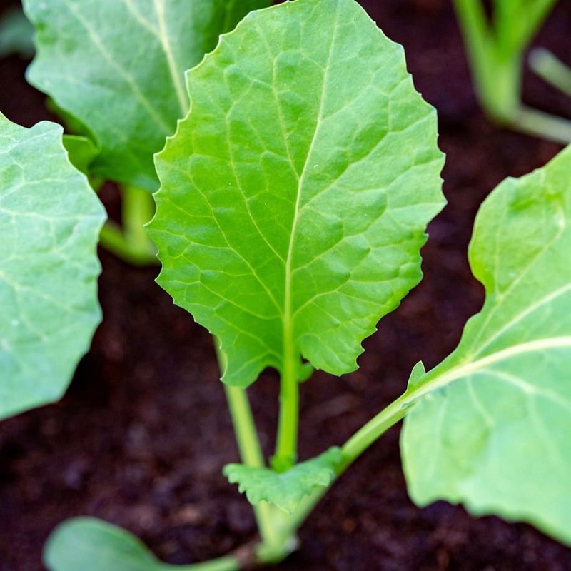 Broccoli Can Be Started Indoors For Spring Transplanting