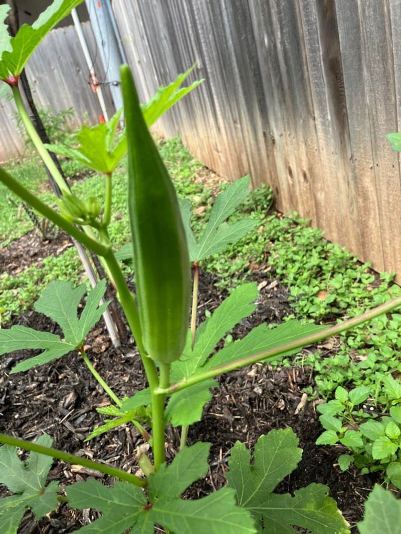 Okra Handles Heat Better Than Most Garden Crops