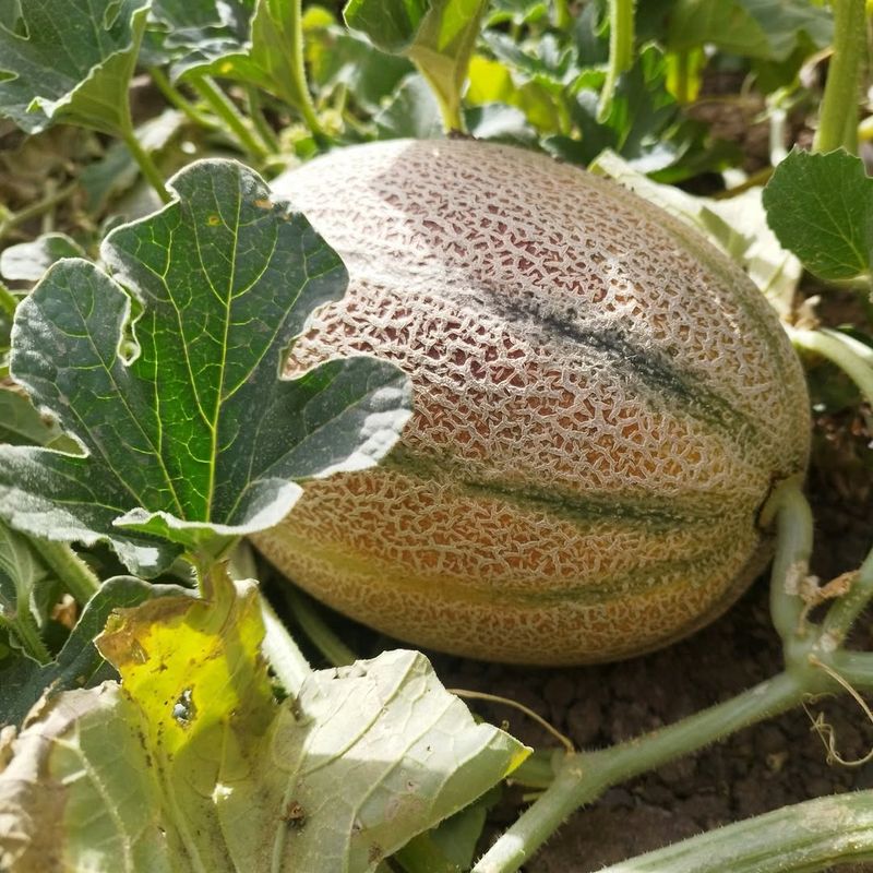 Melons Ripening Sweet And Juicy In The Sun