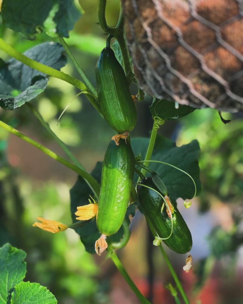 Cucumbers With Their Crowded Vines