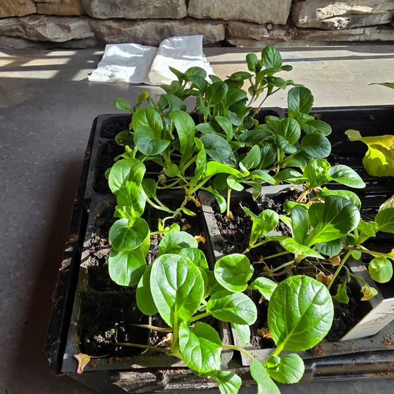 Bok Choy And Its Crisp, Tender Leaves