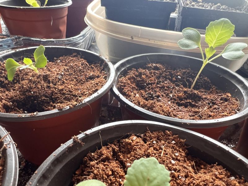 Cabbage Adds Crisp Heads And Handles Cooler Early Spring Soil