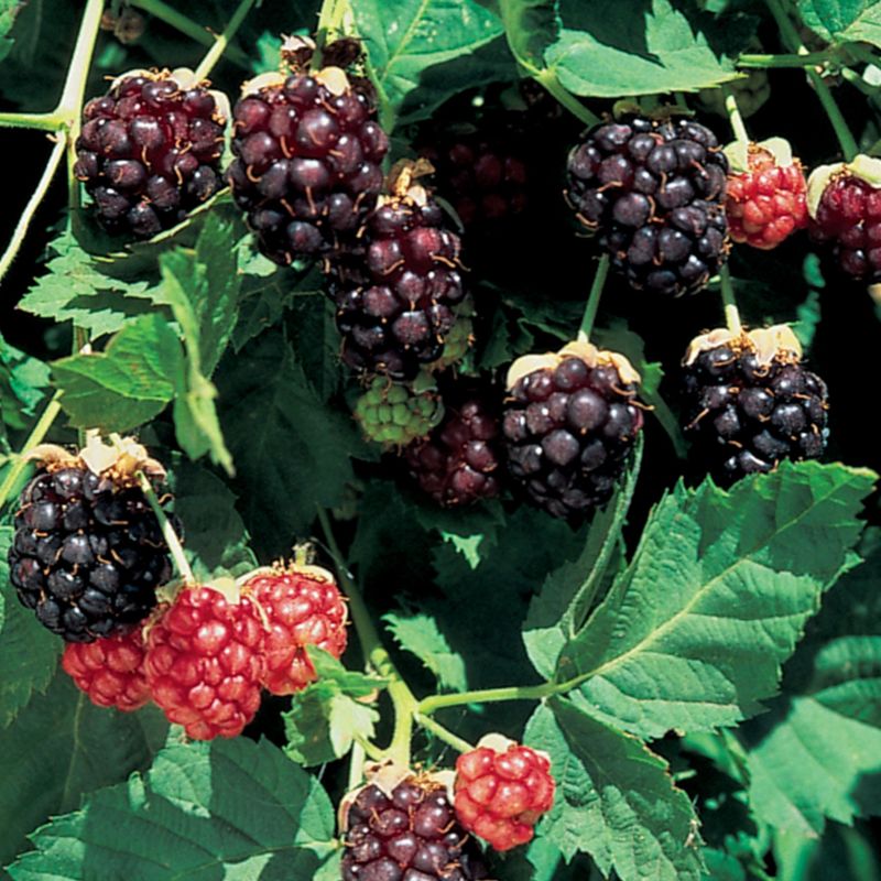 Boysenberries Add Sweet Boost