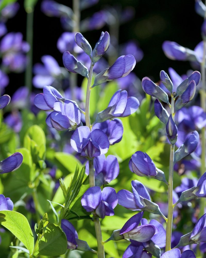 Blue Wild Indigo Painting Your Garden Sky-Blue